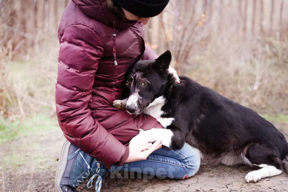 Собаки в Москве: Метис корги, собака из приюта в дар Мальчик, Бесплатно - фото 5