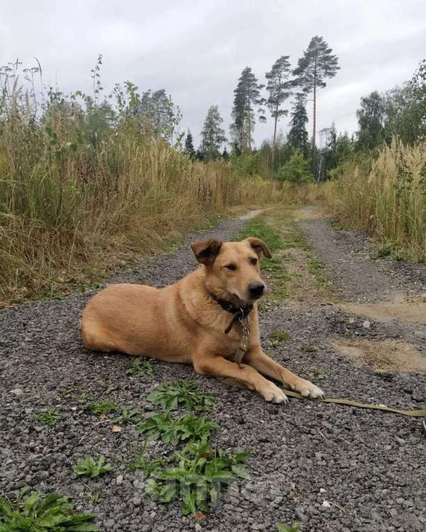 Собаки в других городах Московской области: Одиссей ищет гавань Мальчик, Бесплатно - фото 8