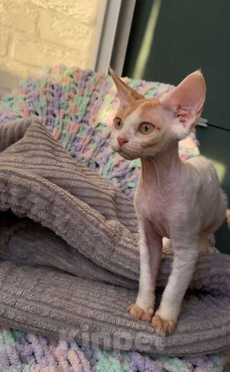 Кошки в Анапе: Девочка Девон Рекс Девочка, 55 000 руб. - фото 6