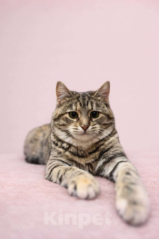 Кошки в Москве: Зеленоглазая Петрушка ищет уютный дом Девочка, Бесплатно - фото 2