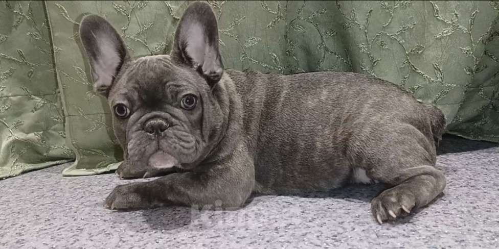 Собаки в Москве: Голубой тигр мальчик Мальчик, 50 000 руб. - фото 4