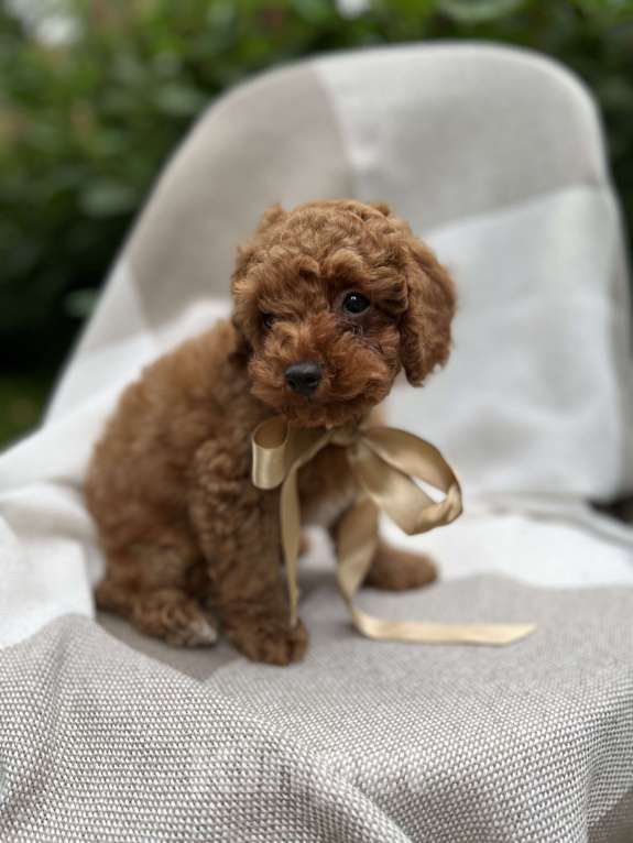 Собаки в Москве: Щенки мальтипу  Мальчик, 180 000 руб. - фото 6