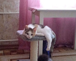 Кошки в Пскове: Отдам кошечку в добрые руки Девочка, Бесплатно - фото 3