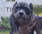 Собаки в Белово: Щенок Американский булли Девочка, 200 000 руб. - фото 1