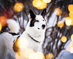 Собаки в Котельнике: Белая аристократка Бэлль в добрые руки Девочка, Бесплатно - фото 2