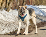 Собаки в Москве: Крупная собака в добрые руки Девочка, Бесплатно - фото 2
