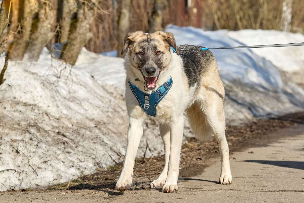 Собаки в Москве: Крупная собака в добрые руки Девочка, Бесплатно - фото 2