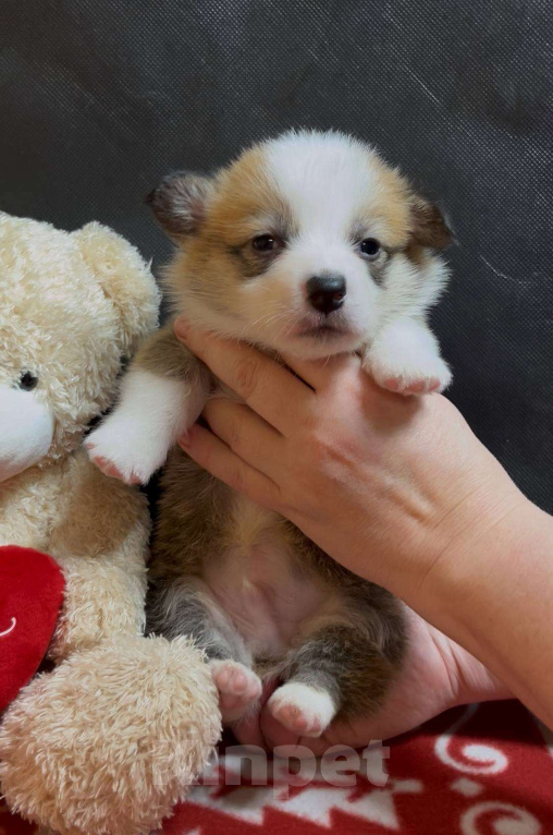 Собаки в других городах Московской области: Вельш корги пемброк мальчик без хвостика  Мальчик, 50 000 руб. - фото 4