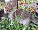 Кошки в Сызрани: Котенок Сухарик ищет дом Мальчик, Бесплатно - фото 3