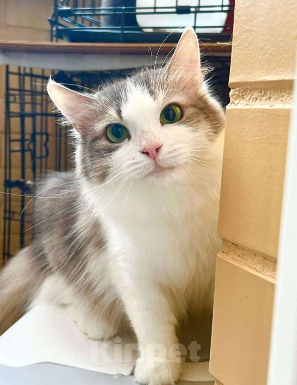 Кошки в Москве: Мелисса – пушистая кошечка в дар заботливым хозяевам Девочка, Бесплатно - фото 9