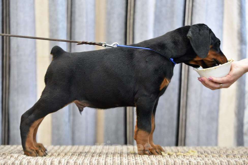 Собаки в других городах Московской области: Щенки добермана Мальчик, 65 000 руб. - фото 4