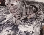 Кошки в Колпашево: Шотландские котята, 4 500 руб. - фото 4