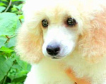 Собаки в Москве: Щенок миниатюрного пуделя арлекина  Мальчик, 100 000 руб. - фото 9