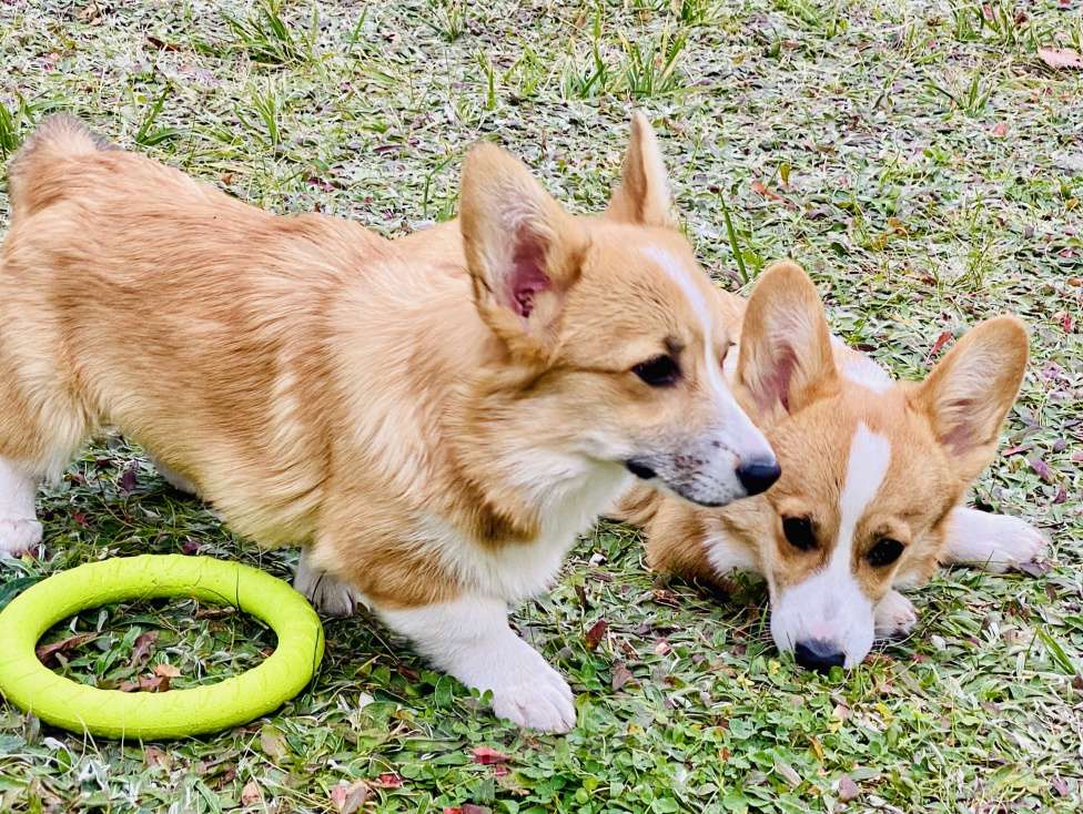Собаки в Воронеже: Щенок Вельш Корги Пемброк Девочка РКФ Девочка, Бесплатно - фото 4
