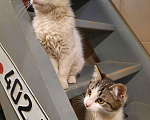 Кошки в Лобне: Белый пушистик с серым пятнышком Мальчик, Бесплатно - фото 2