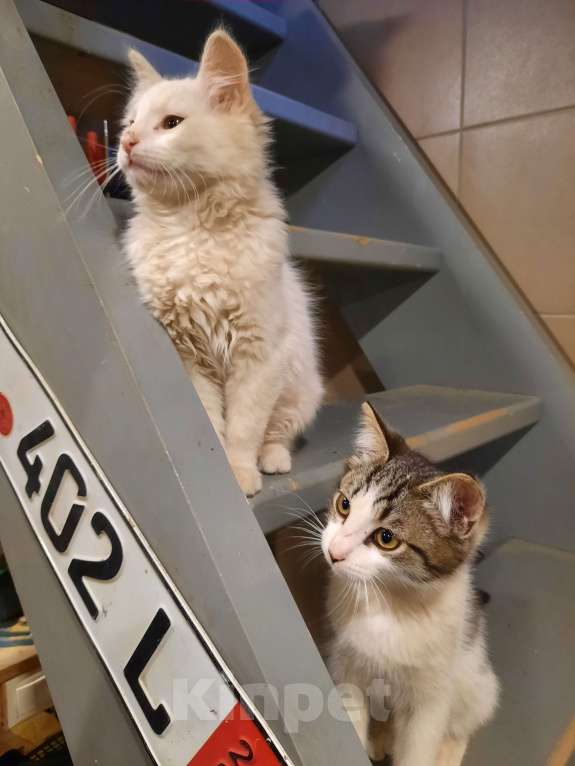 Кошки в Лобне: Белый пушистик с серым пятнышком Мальчик, Бесплатно - фото 2