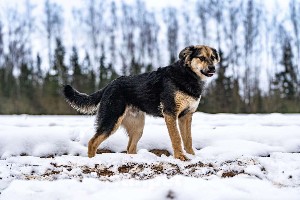 Собаки в Клине: Патрик — красивейший мощный пёс Мальчик, Бесплатно - фото 3
