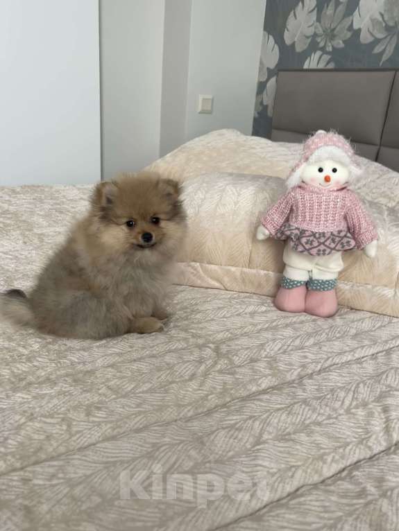 Собаки в Балашихе: Немецкий шпиц Девочка, 30 000 руб. - фото 2