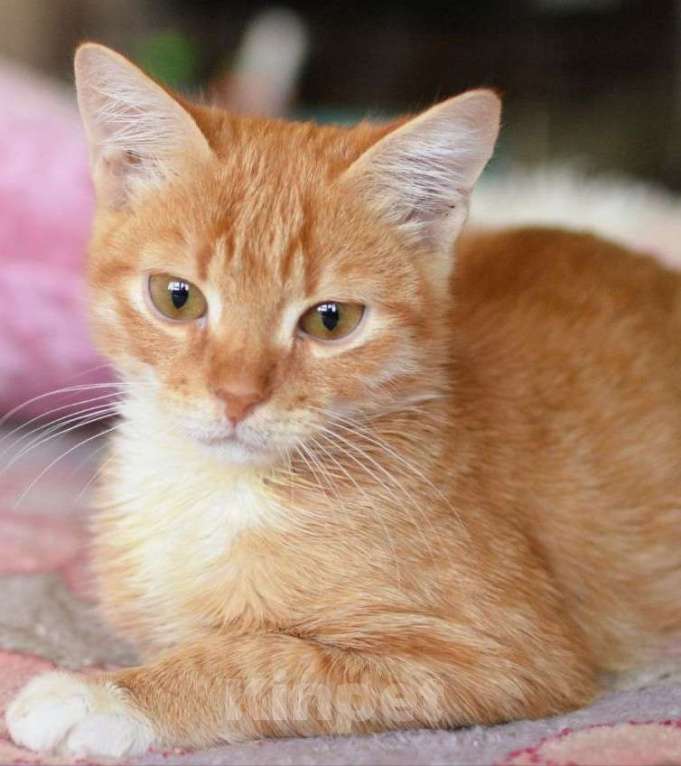 Кошки в Москве: Оранжевое солнышко Марсик в дар Мальчик, Бесплатно - фото 5