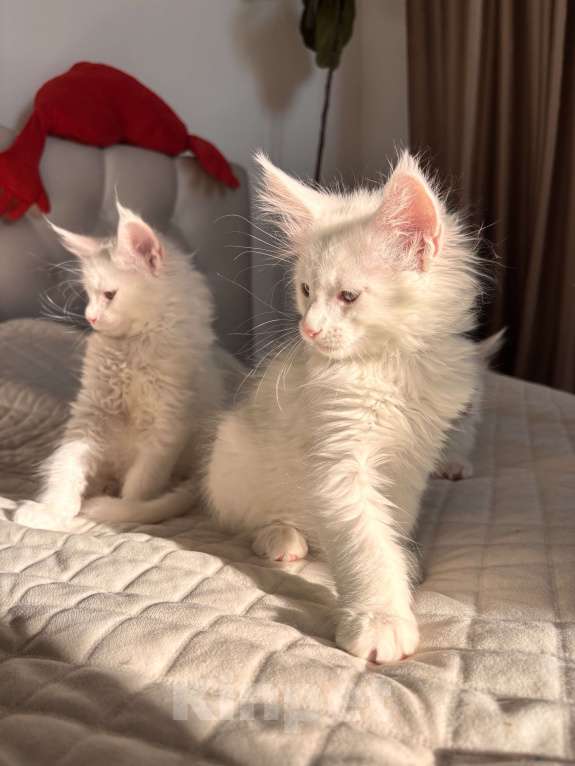 Кошки в Калининграде: Чистокровный котенок Мэйкун Мальчик, 45 000 руб. - фото 4