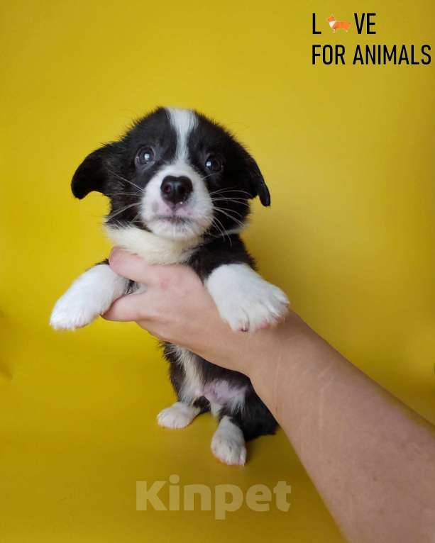 Собаки в Москве: Корги кардиган Мальчик, 30 000 руб. - фото 5