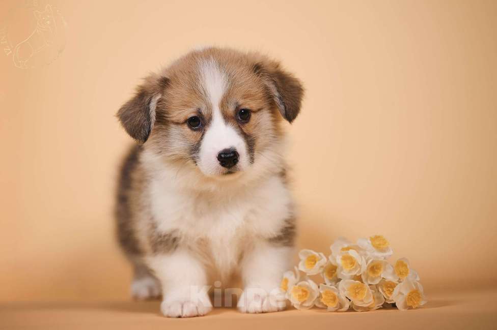 Собаки в других городах Московской области: Щенки вельш корги пемброк Девочка, 90 000 руб. - фото 2