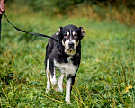 Собаки в Видном: Алабай Несси, 2 года Девочка, Бесплатно - фото 7