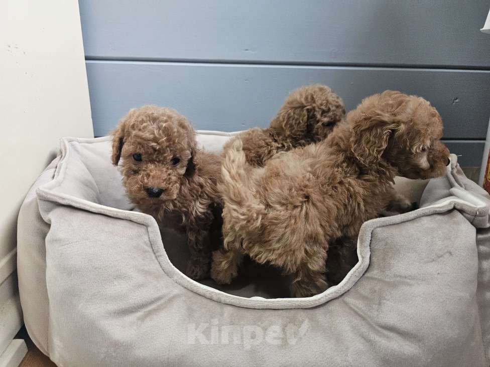 Собаки в Москве: Щенки той и миниатюрного пуделя  ркф Мальчик, 50 000 руб. - фото 6