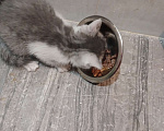 Кошки в Воронеже: Котята Девочка, Бесплатно - фото 1
