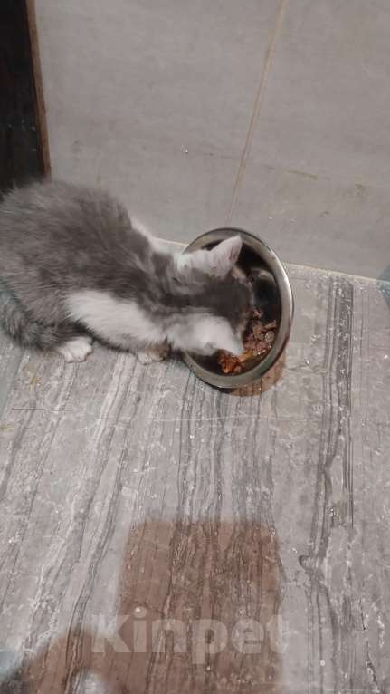 Кошки в Воронеже: Котята Девочка, Бесплатно - фото 1
