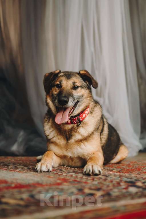 Собаки в Москве: Супер Бро ищет дом Мальчик, Бесплатно - фото 2