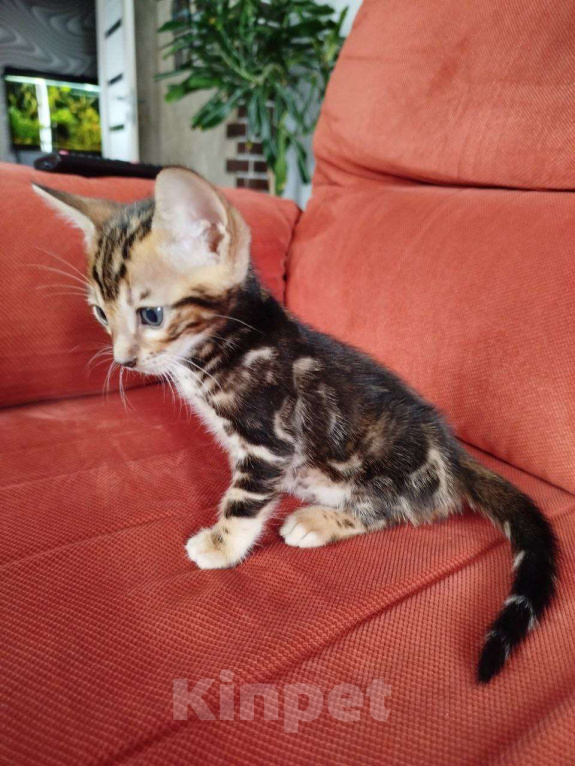 Кошки в Ростове-на-Дону: Бенгальские котята Мальчик, 17 000 руб. - фото 7