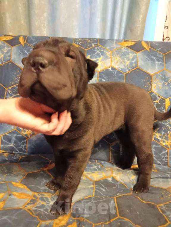 Собаки в Новосибирске: Девочка шарпей ищет хозяина! Девочка, 15 000 руб. - фото 1