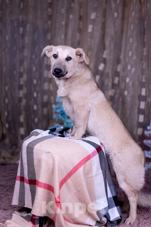 Собаки в других городах Московской области: Ася щенок  Девочка, Бесплатно - фото 9