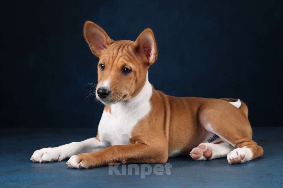 Собаки в Санкт-Петербурге: Щенки басенджи Мальчик, Бесплатно - фото 7