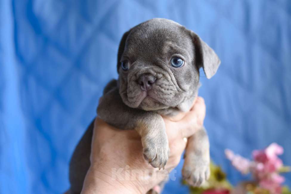 Собаки в Москве: мальчик лилак тан , документы доставка Мальчик, 80 000 руб. - фото 2