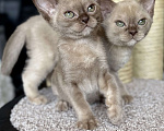 Кошки в Москве: Бурманские котята Девочка, 100 000 руб. - фото 2