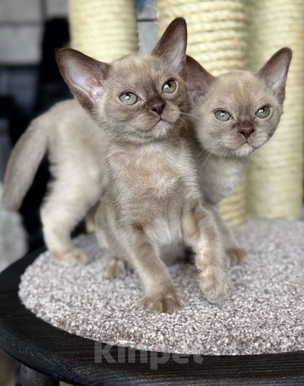 Кошки в Москве: Бурманские котята Девочка, 100 000 руб. - фото 2