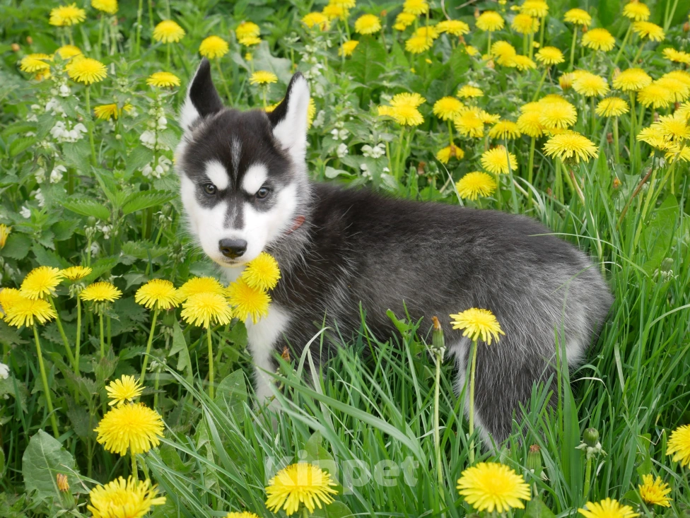 Собаки в Раменском: Щенки хаски Мальчик, 25 000 руб. - фото 3