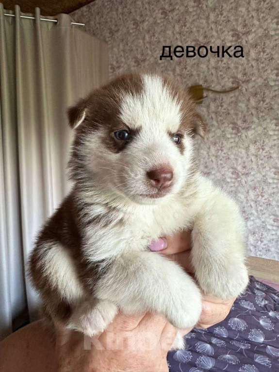 Собаки в Тюмени: Девочка Хаски Девочка, 3 000 руб. - фото 1