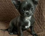 Собаки в Санкт-Петербурге: Щенок чихуахуа Мальчик, 45 000 руб. - фото 1