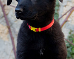Собаки в Севастополе: щенок восточноевропейской овчарки Девочка, 50 000 руб. - фото 4
