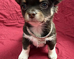 Собаки в других городах Московской области: Мальчик чихуахуа Грегори Мальчик, 50 000 руб. - фото 6