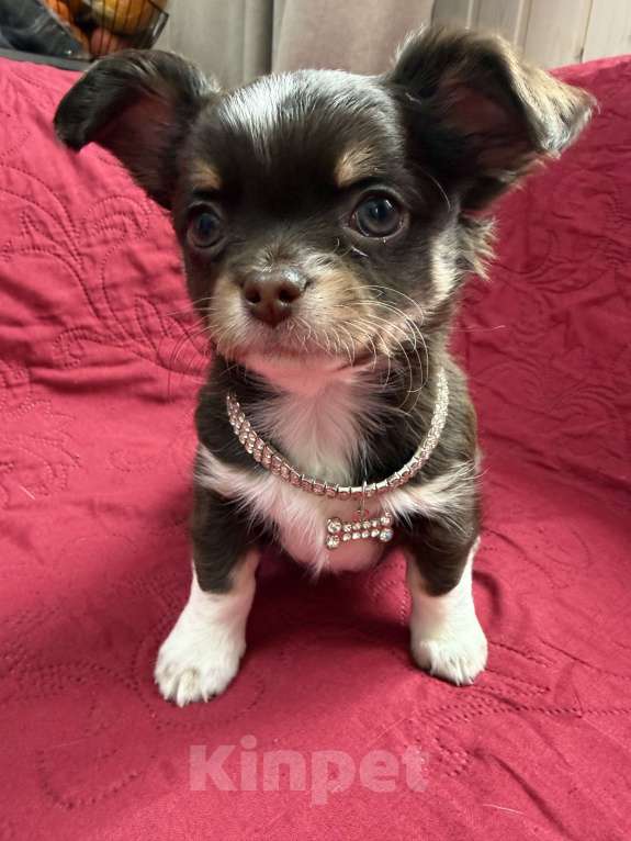 Собаки в других городах Московской области: Мальчик чихуахуа Грегори Мальчик, 50 000 руб. - фото 6