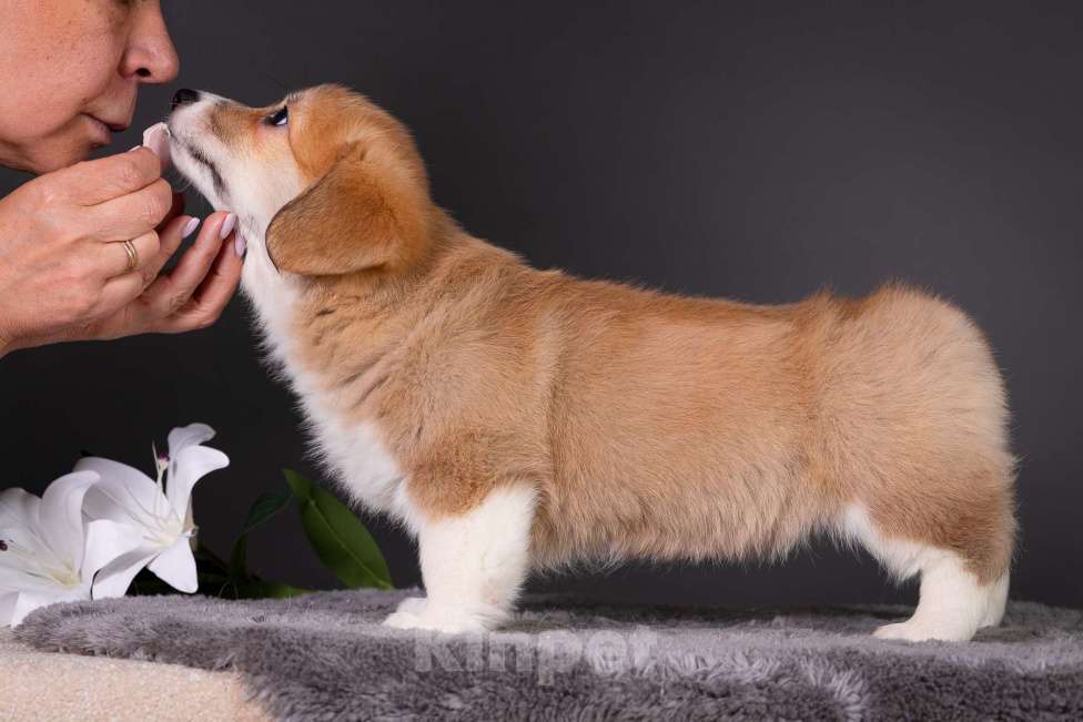 Собаки в Москве: Продам щенка вельш корги пемброк Девочка, 70 000 руб. - фото 8