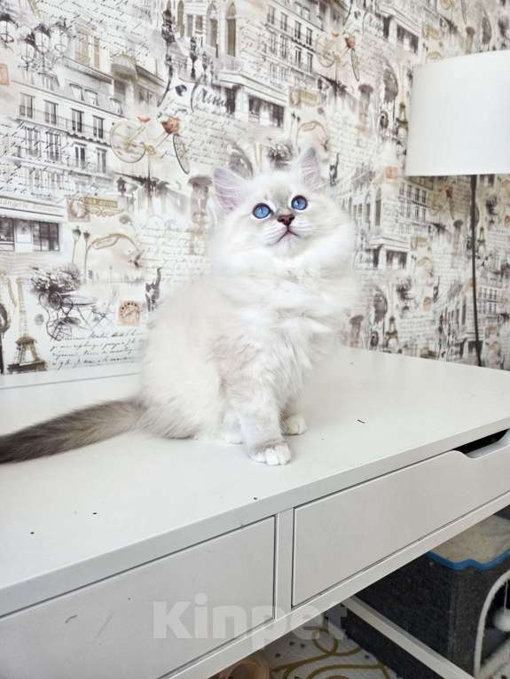 Кошки в Москве: Котенок невской маскарадной Девочка, Бесплатно - фото 3