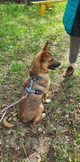 Собаки в других городах Московской области: Собака из приюта Мальчик, Бесплатно - фото 3