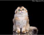 Кошки в Геленджике: золотая длинношерстная шиншилла Девочка, 80 000 руб. - фото 1