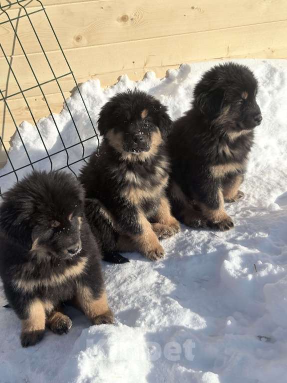 Собаки в других городах Московской области: Щенок банхара Девочка, 60 000 руб. - фото 3