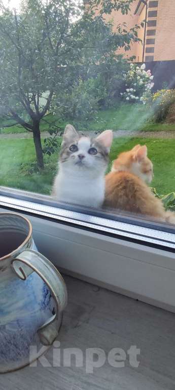 Кошки в Москве: В добрые руки.. Мальчик, 10 руб. - фото 2